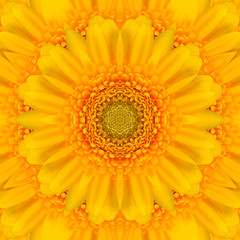 Yellow gerbera flower in the form of a picture of a kaleidoscope