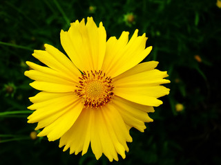 Single yellow flowers of lance-leaved coreopsis (Coreopsis lanceolata) in garden