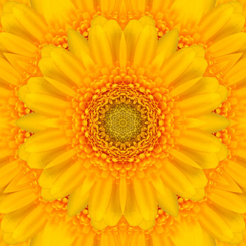 Yellow gerbera flower in the form of a picture of a kaleidoscope