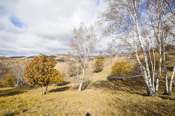 In autumn, trees on the hillside
