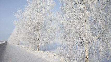 winter landscape - trees in white sparkling snow under the rays of the sun