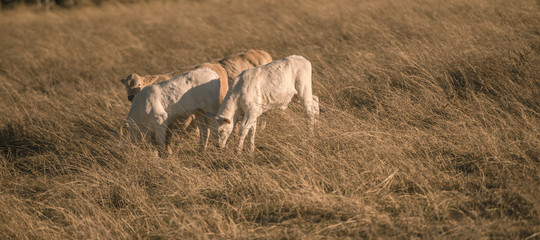 Obraz premium Baby cows in the countryside