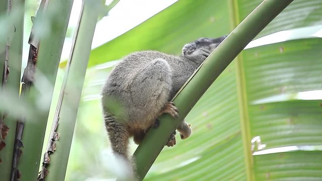 Brown Lemur (Eulemur fulvus) eats bananas