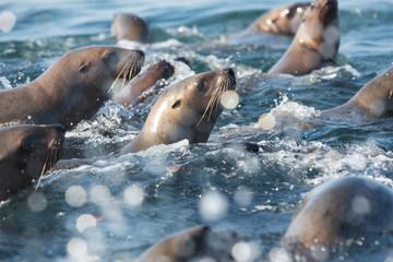 Fur Seals in the water at At Tulenyi Island