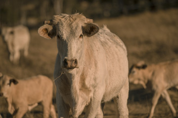 Baby cows in the countryside