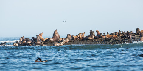 Fototapeta na wymiar Fur Seals At Tulenyi Island