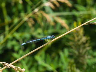 Blue Damselfly Coenagrionidae on grass macro, selective focus, shallow DOF