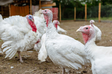 Turkey on a farm , breeding turkeys. White turkey portrait. Flock of Turkeys at the farm. Pasture raised turkey on a farm.