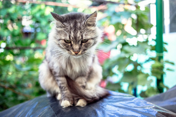 Portrait of a beautiful gray cat with green eyes in the countryside
