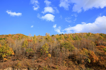 In autumn, trees on the hillside