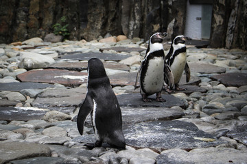 Penguin2