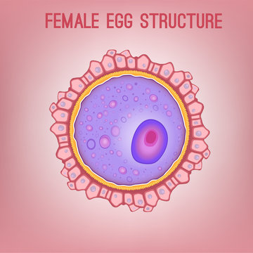 Female egg structure