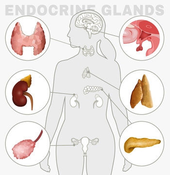 Endocrine Glands Image
