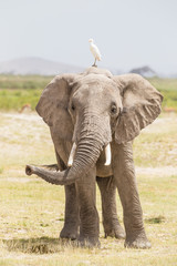 Fototapeta premium Solitary elephant at Amboseli National Park, formerly Maasai Amboseli Game Reserve, is in Kajiado District, Rift Valley Province in Kenya. The ecosystem that spreads across the Kenya-Tanzania border.