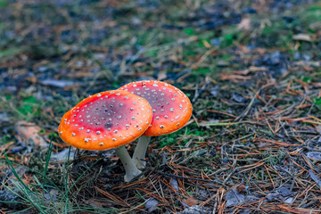 Red poisonous Amanita mushrooms