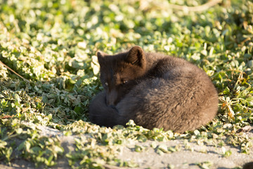Young Arctic fox,  Russian Far East