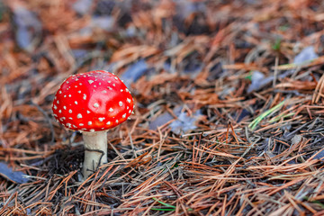Red poisonous Amanita mushroom