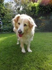 golden pies © marcous