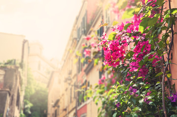Pink flowers on the street in Rome, Italy.