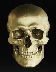 Warm gold skull model against a black background