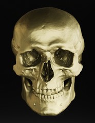 Warm gold skull model against a black background