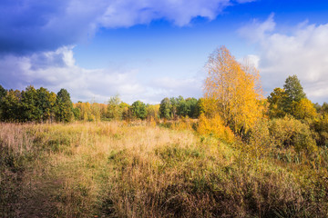 Landscape with yellow trees and grass in autumn