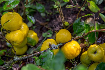 Ripe yellow Japanese Quince on branches with leaves in garden