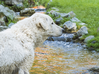 Naklejka premium Dog at the park in the stream