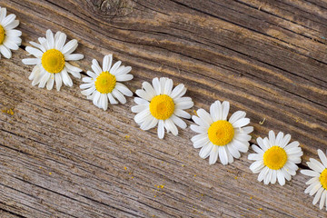 Obraz premium Border of daisy chamomile flowers on wooden background. View with copy space