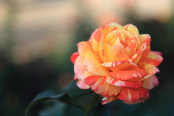 beautiful striped garden rose