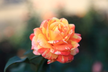 beautiful striped garden rose