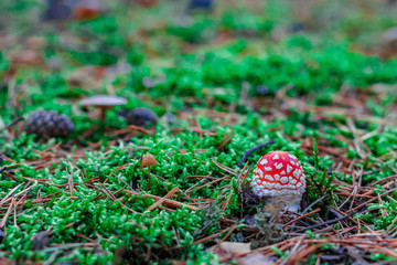 Red poisonous Amanita mushroom