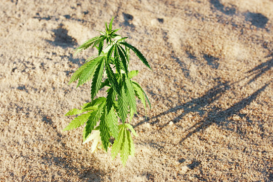 The growth of the CANNABIS grows in the sand on a sandy background. MARIJUANA is green in sunny warm rays. HEMP on a blurred background. Natural Cannabis Wallpaper