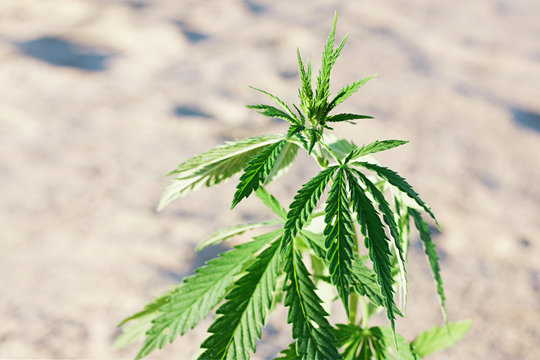 The growth of the CANNABIS grows in the sand on a sandy background. MARIJUANA is green in sunny warm rays. HEMP on a blurred background. Natural Cannabis Wallpaper