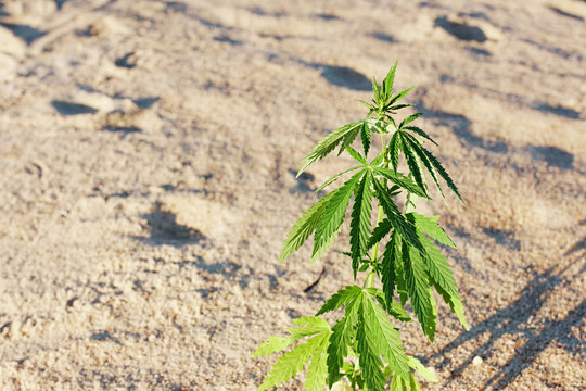 The growth of the CANNABIS grows in the sand on a sandy background. MARIJUANA is green in sunny warm rays. HEMP on a blurred background. Natural Cannabis Wallpaper
