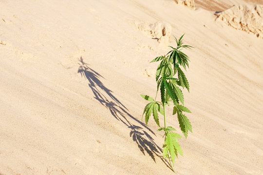 The growth of the CANNABIS grows in the sand on a sandy background. MARIJUANA is green in sunny warm rays. HEMP on a blurred background. Natural Cannabis Wallpaper