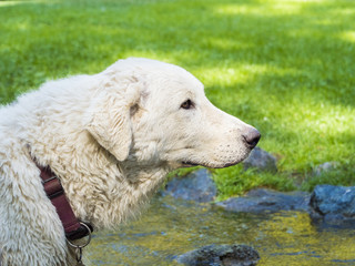 Dog at the park in the stream