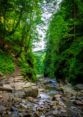 Photo of mountain river flowing through the green forest