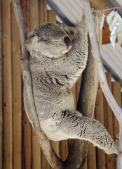 Коала