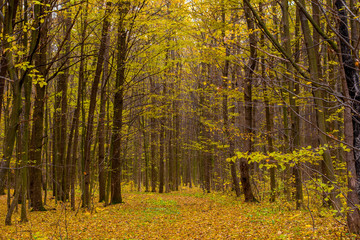 Obraz premium Photo of orange autumn forest with leaves and road