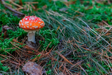 Red poisonous Amanita mushroom