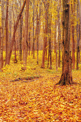 Photo of orange autumn forest with leaves