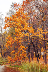 Fototapeta premium Zdjęcie pomarańczowego lasu jesienią z liśćmi w pobliżu jeziora