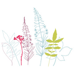 Floral vector botanical illustration with different hand drawn leaves, wild flowers and plants