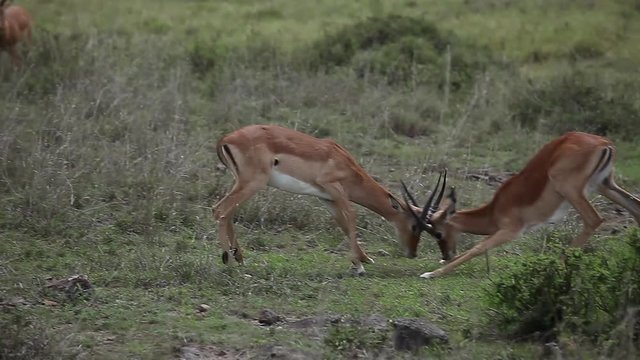 Gazelles fight in savanna. Nairobi National Park