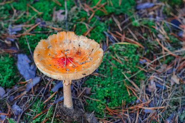 Red poisonous Amanita mushroom