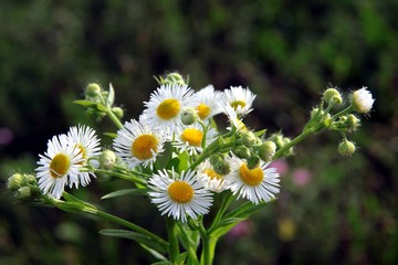 wild plant Erigeron annuus