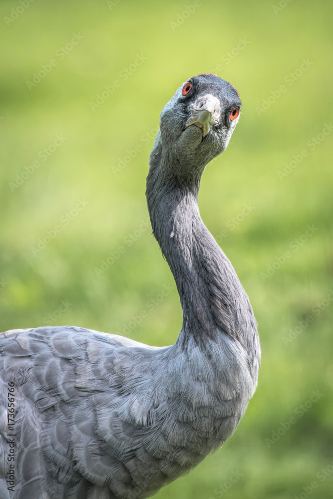 Poster A half length portrait of a common crane giving an inquisitive look forward in upright vertical format
