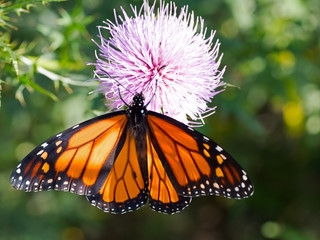 Monarch Butterfly