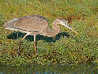 Great Blue Heron